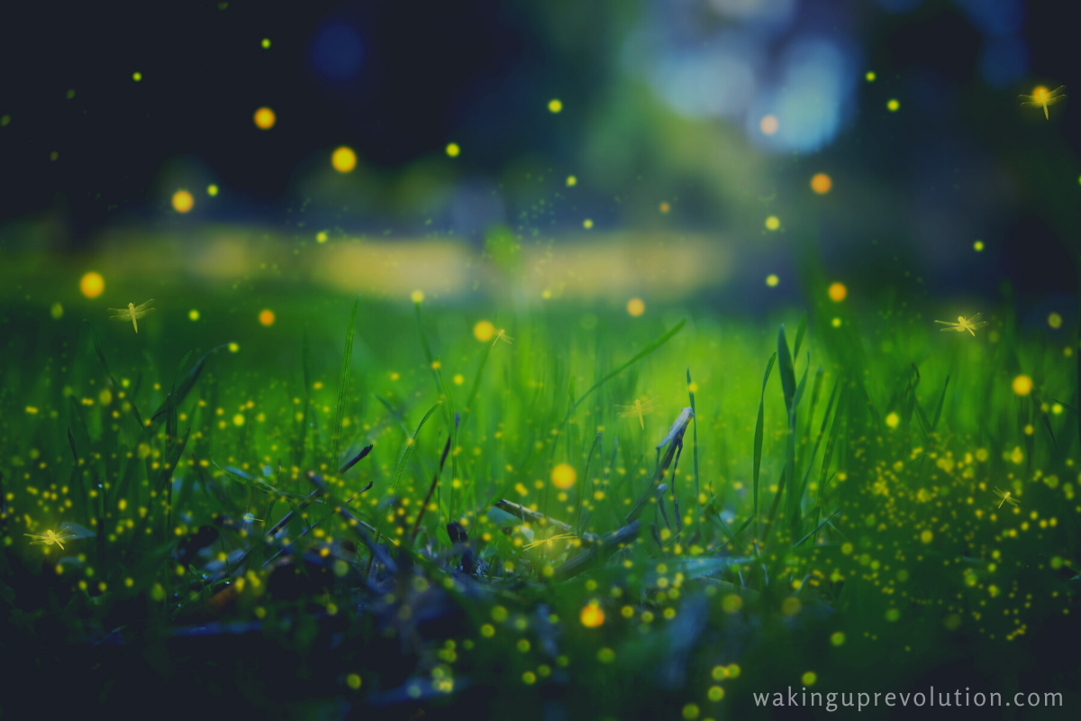 Instead of fireworks, we will watch fireflies.